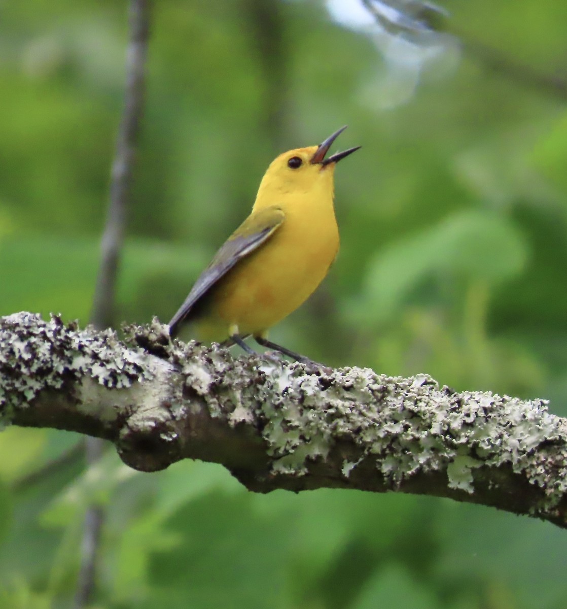 Prothonotary Warbler - Lawrence Zoller