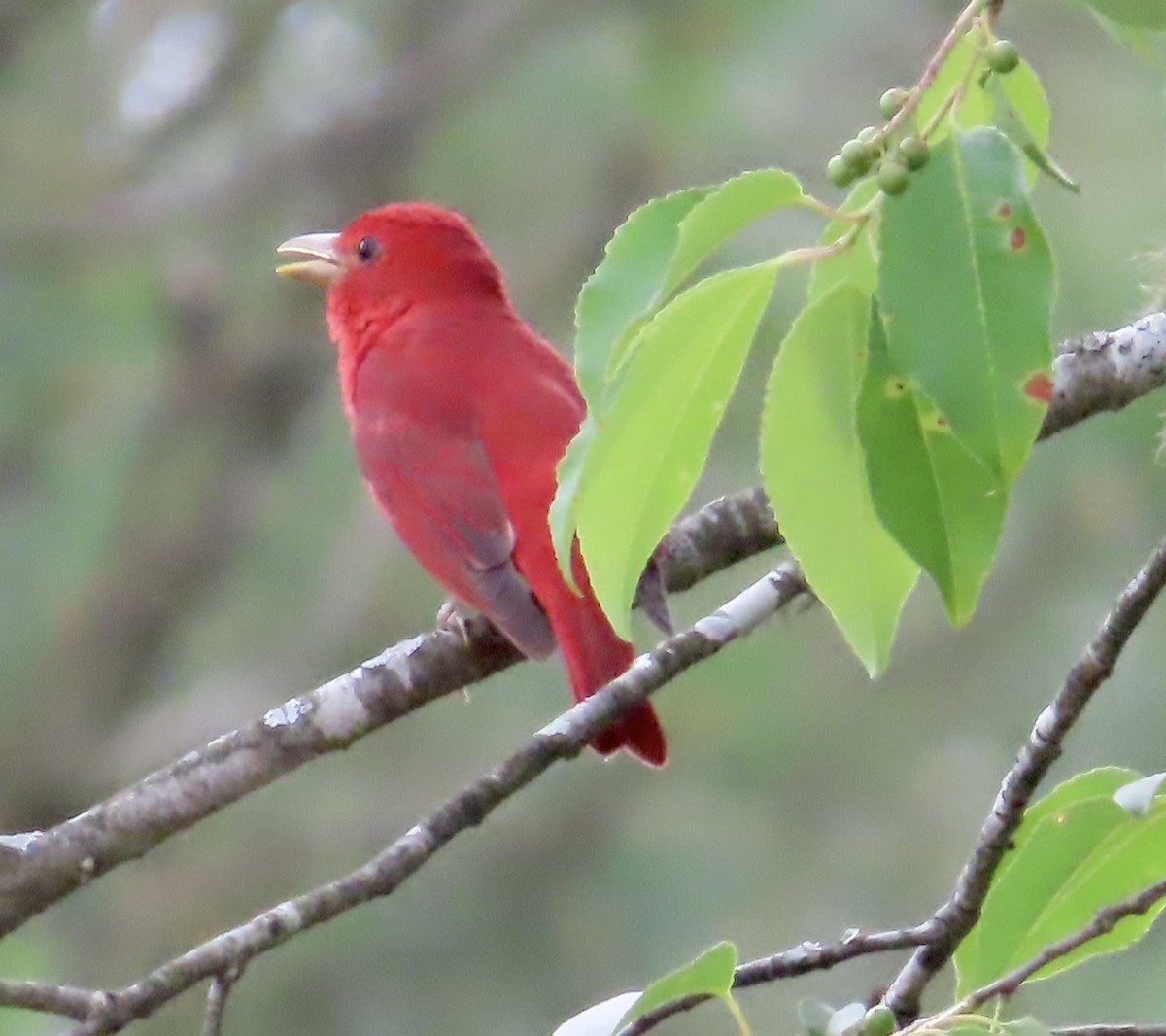 Summer Tanager - Lawrence Zoller