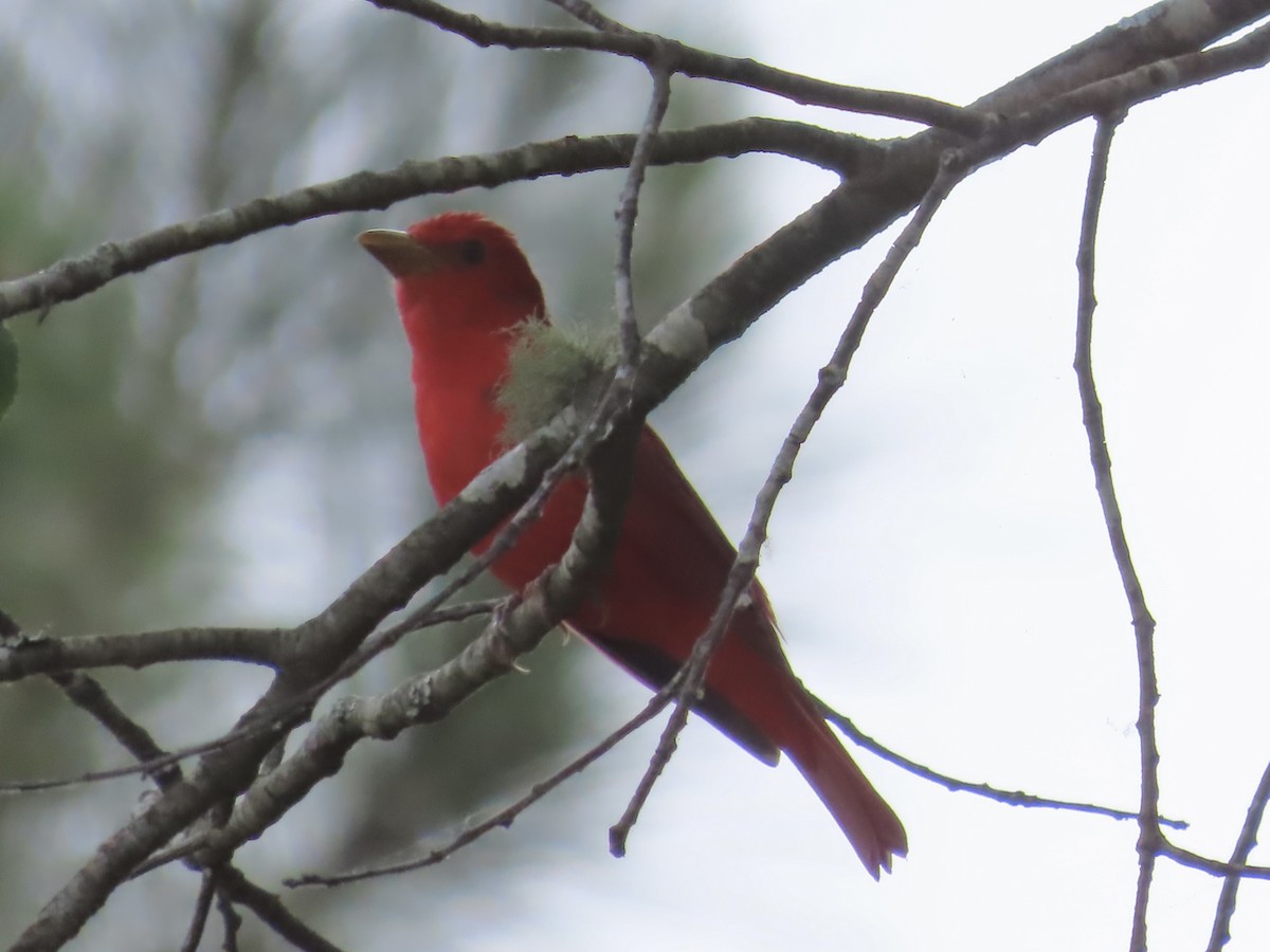 Summer Tanager - Lawrence Zoller