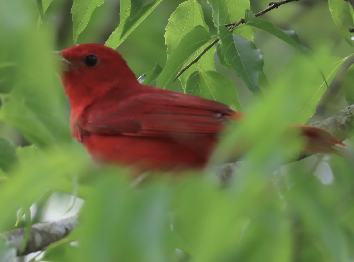 Piranga Roja - ML573595261