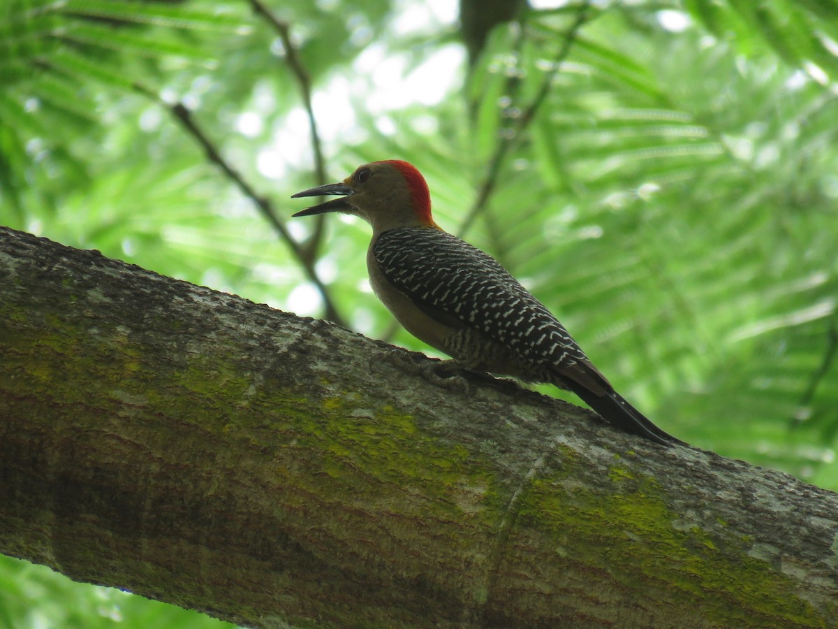 Golden-fronted Woodpecker - ML57359531