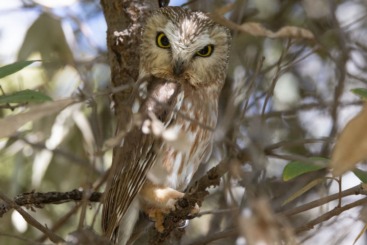 Northern Saw-whet Owl - ML573595391