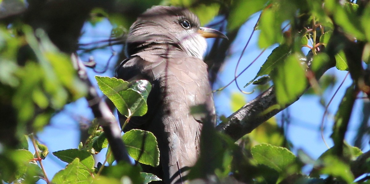 Yellow-billed Cuckoo - ML57359611