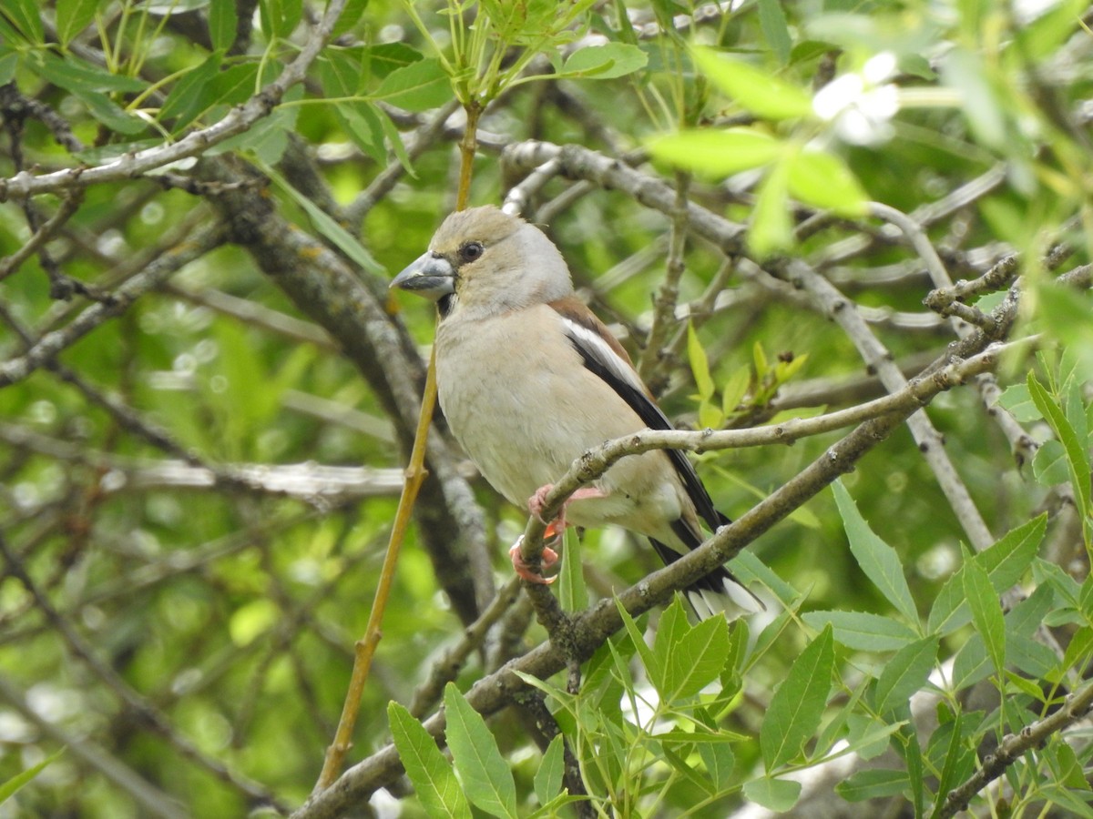 Hawfinch - ML573596981