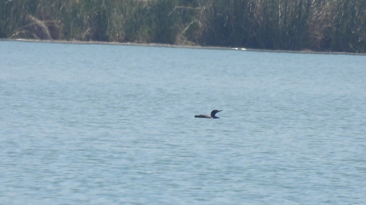 Cormoran à aigrettes - ML573597871