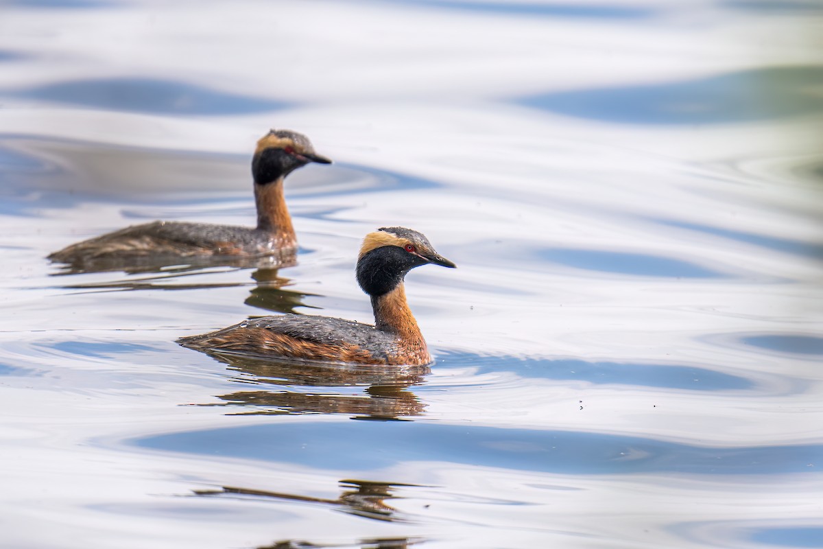 Horned Grebe - ML573598161