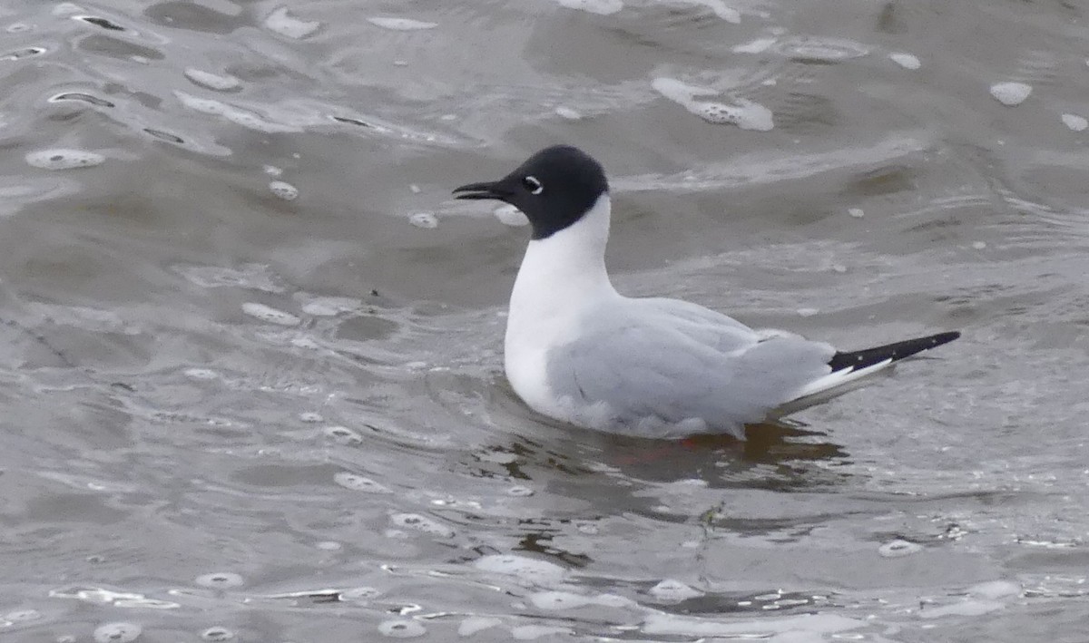 Mouette de Bonaparte - ML573598281