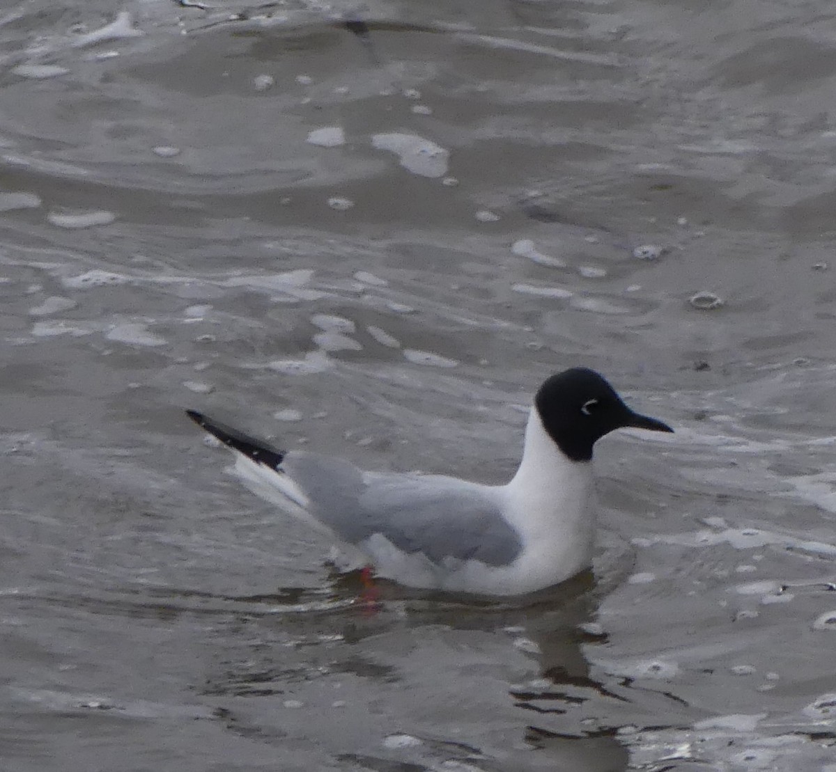 Mouette de Bonaparte - ML573598301