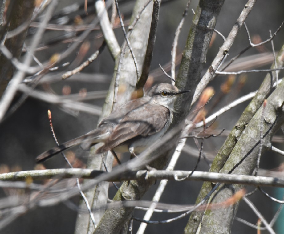 Northern Mockingbird - ML573598511