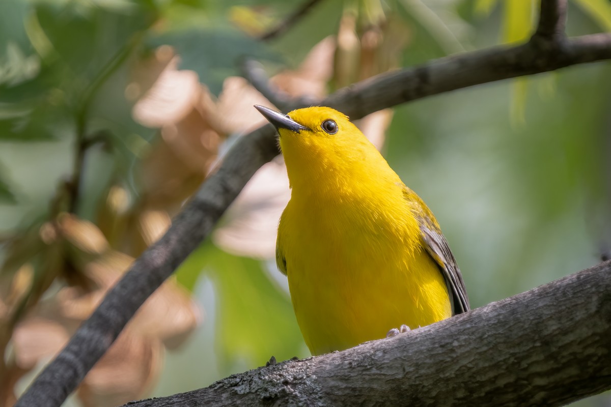 Prothonotary Warbler - Kim Pagel