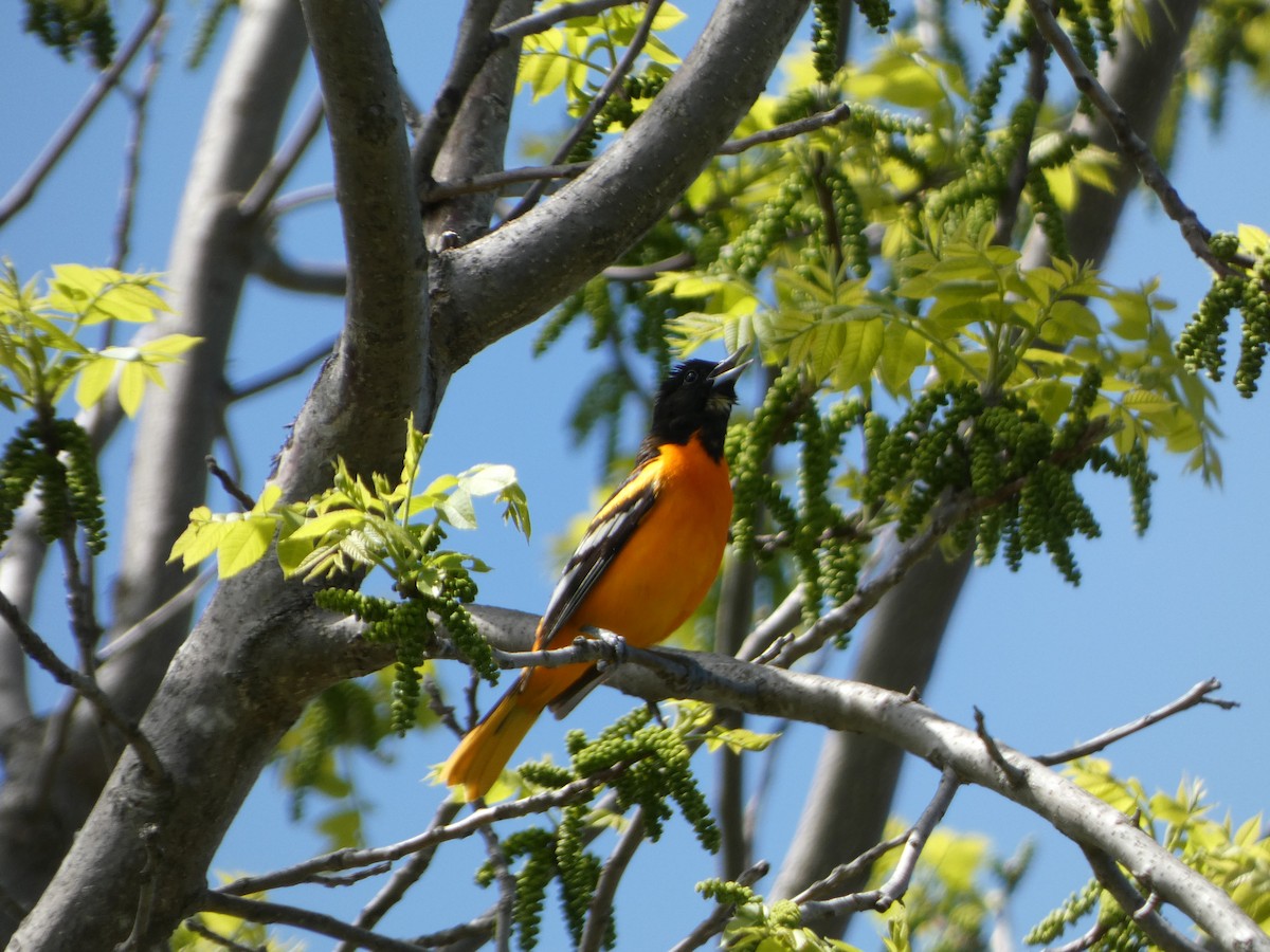 Baltimore Oriole - ML573599711