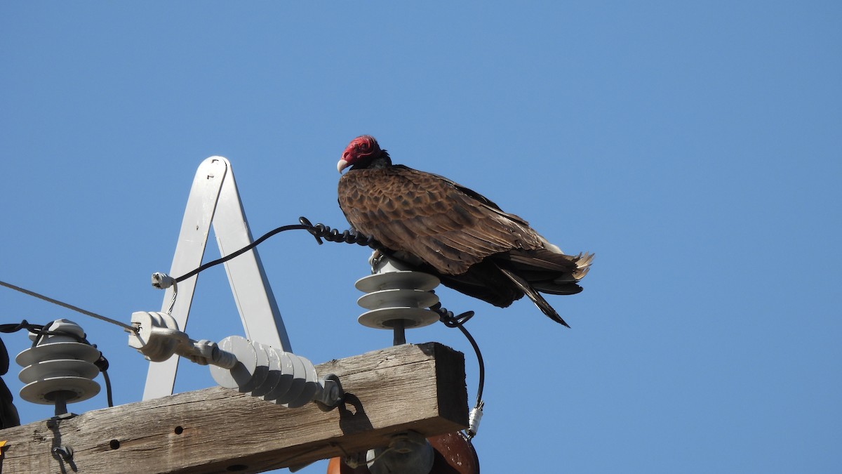 Turkey Vulture - ML573600621