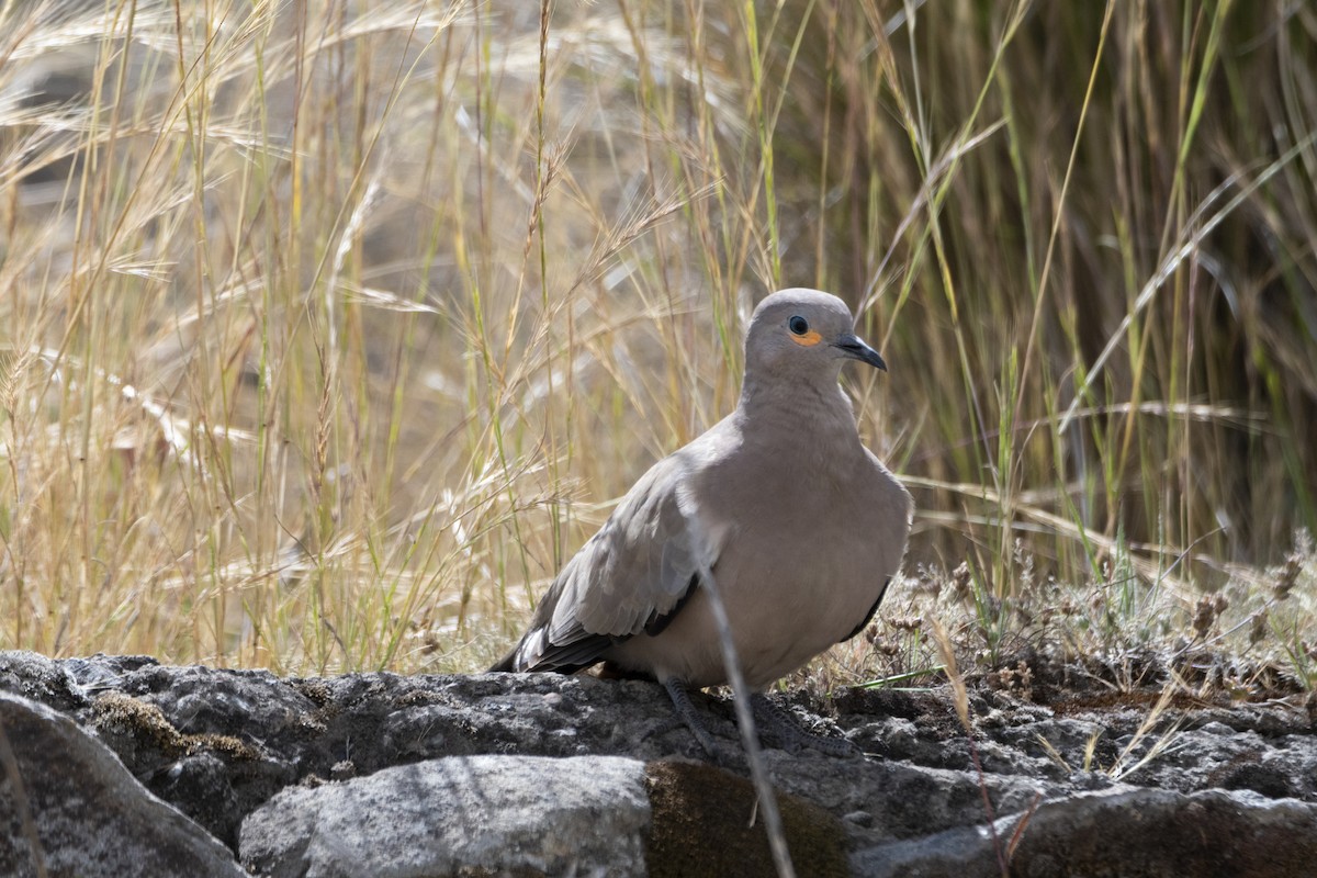 Black-winged Ground Dove - ML573600861