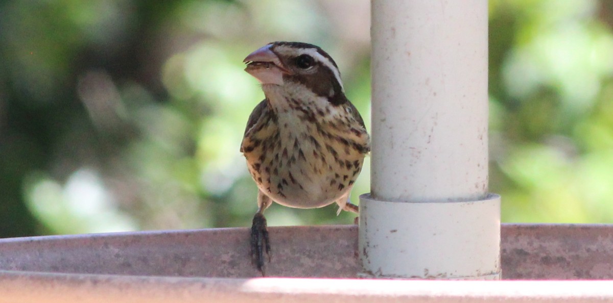 Rose-breasted Grosbeak - Gary Leavens