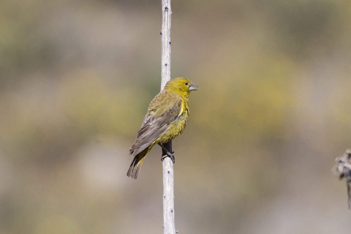 Greenish Yellow-Finch - Amer Fernández Dávila Angulo