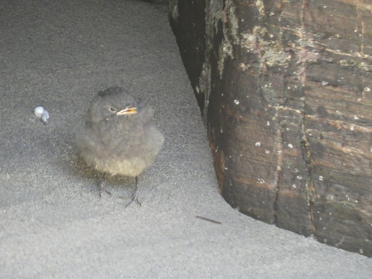 Black Redstart - ML573602211