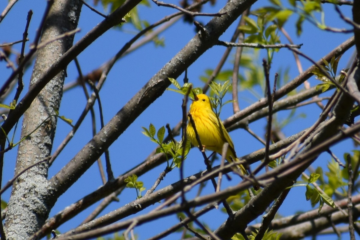 Yellow Warbler - Mickie Getz