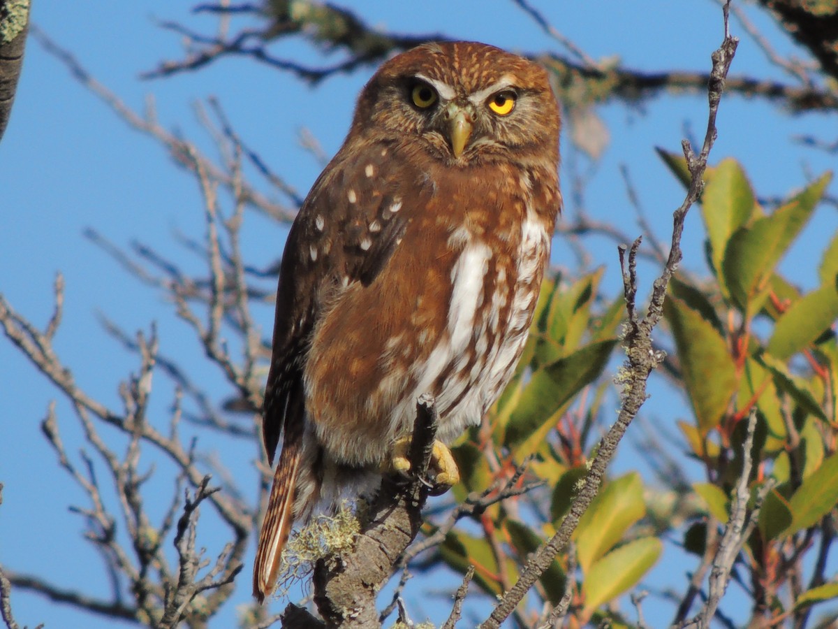 Austral Pygmy-Owl - ML573602681