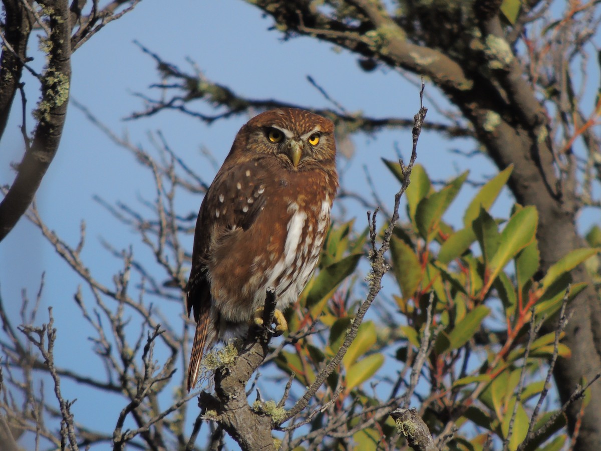 Austral Pygmy-Owl - ML573602691