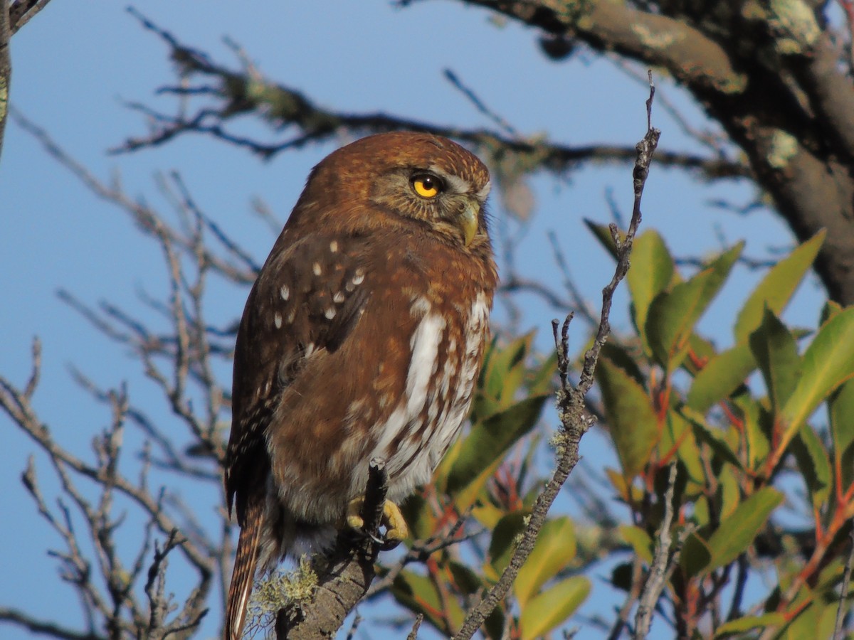 Austral Pygmy-Owl - ML573602701