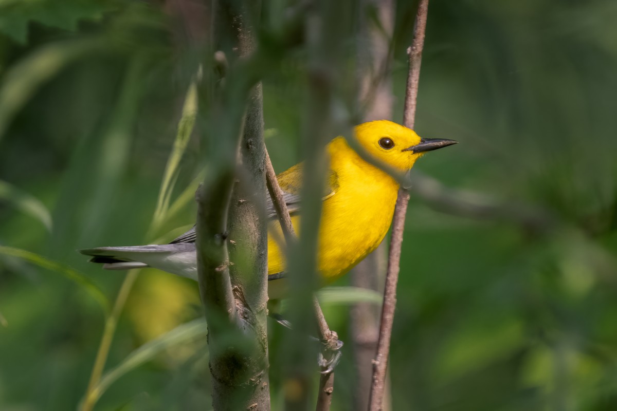 Prothonotary Warbler - Kim Pagel