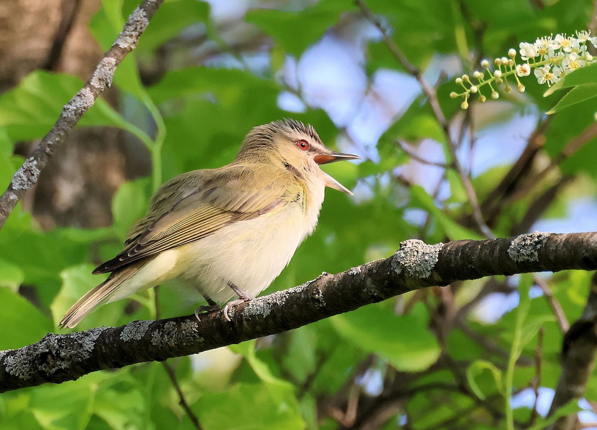 Red-eyed Vireo - Randall Everts