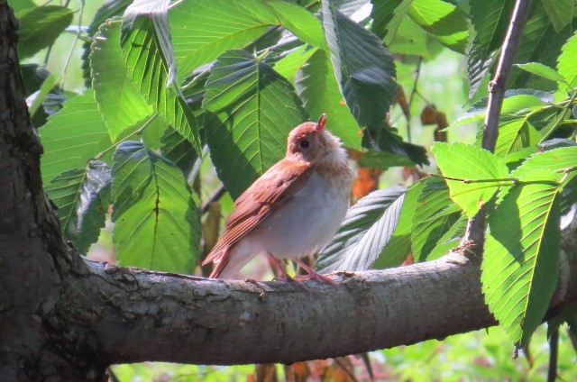 Veery - Kathy Spencer