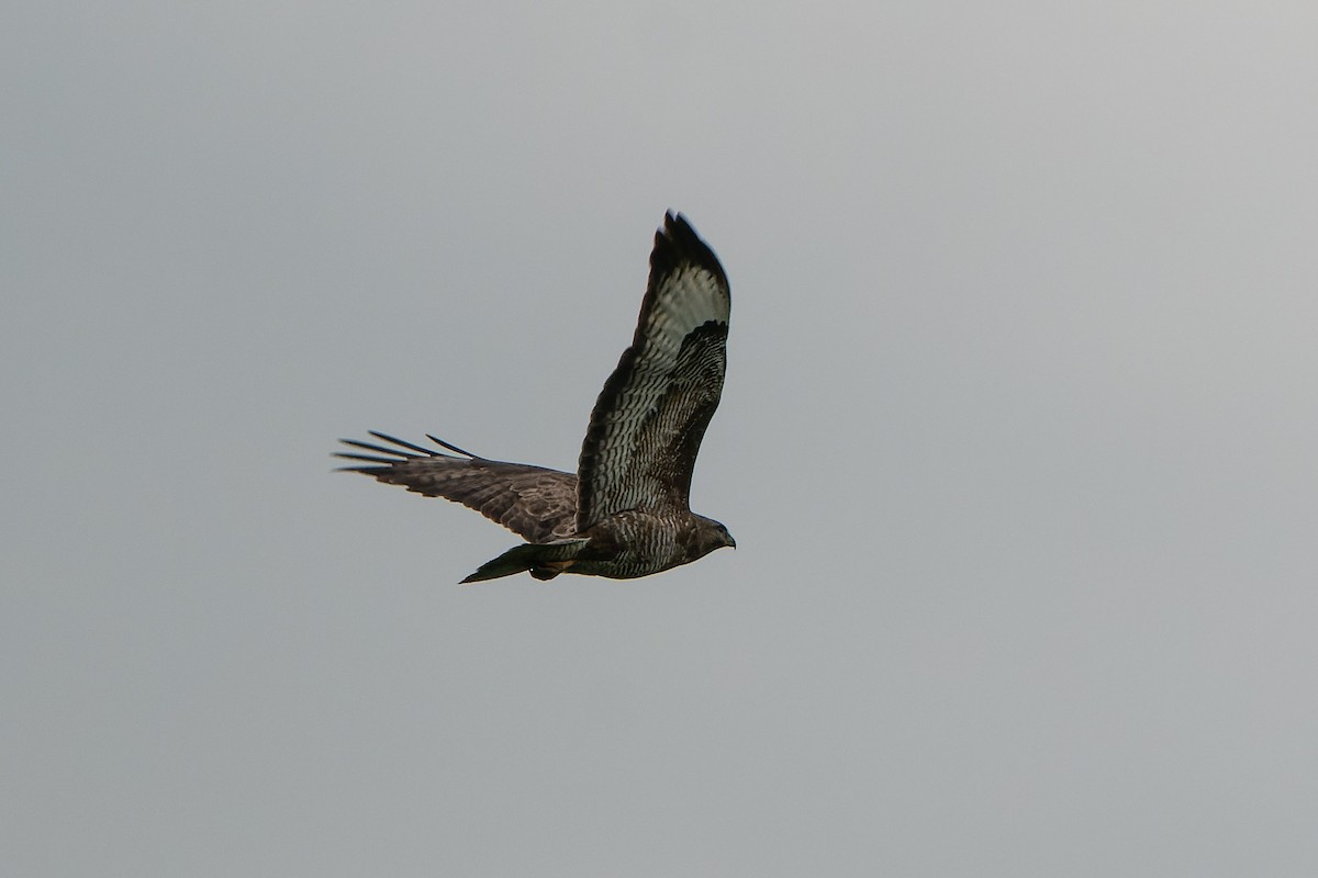 Common Buzzard - ML573603911