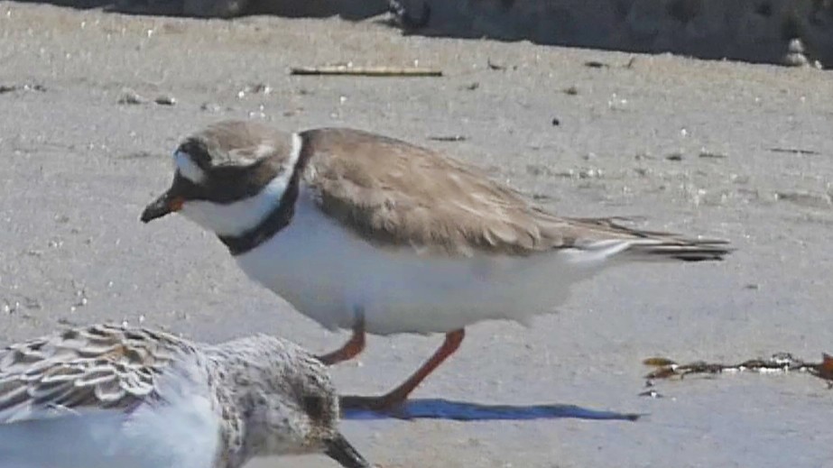 Common Ringed Plover - ML573604241