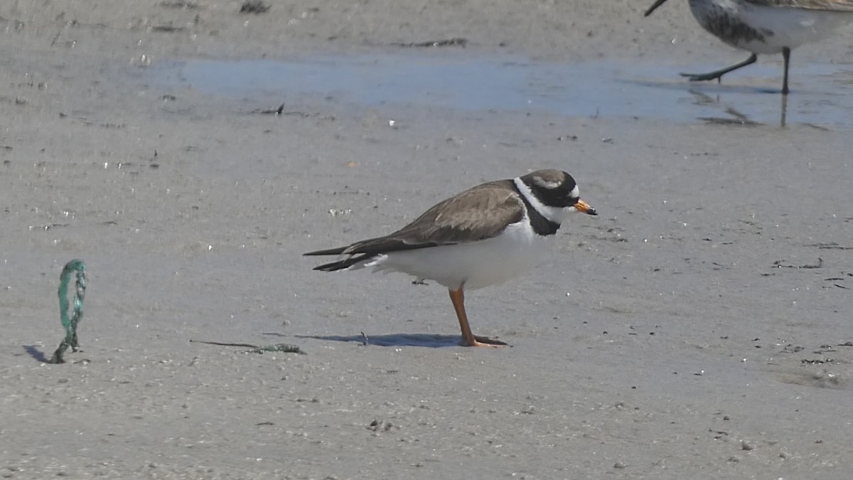 Common Ringed Plover - ML573604251