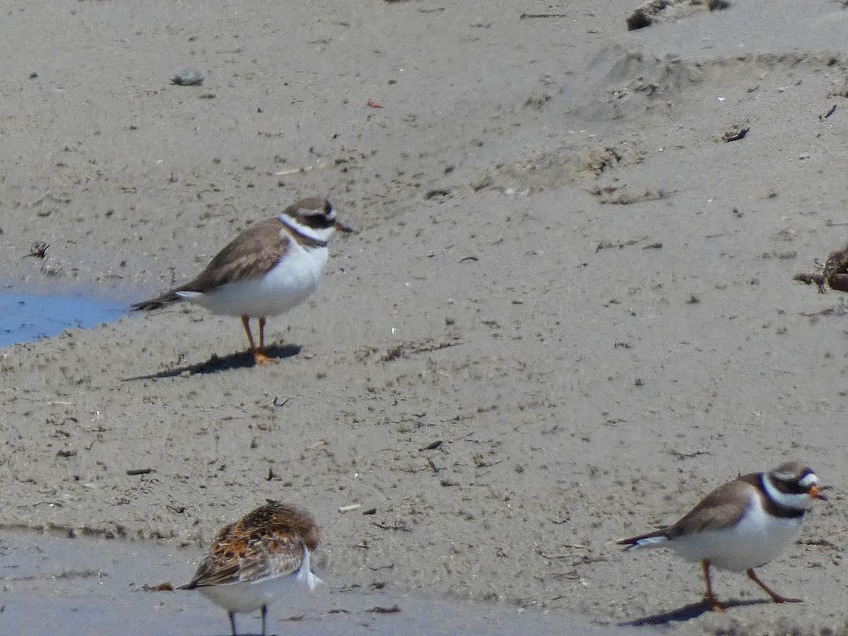 Common Ringed Plover - ML573604261