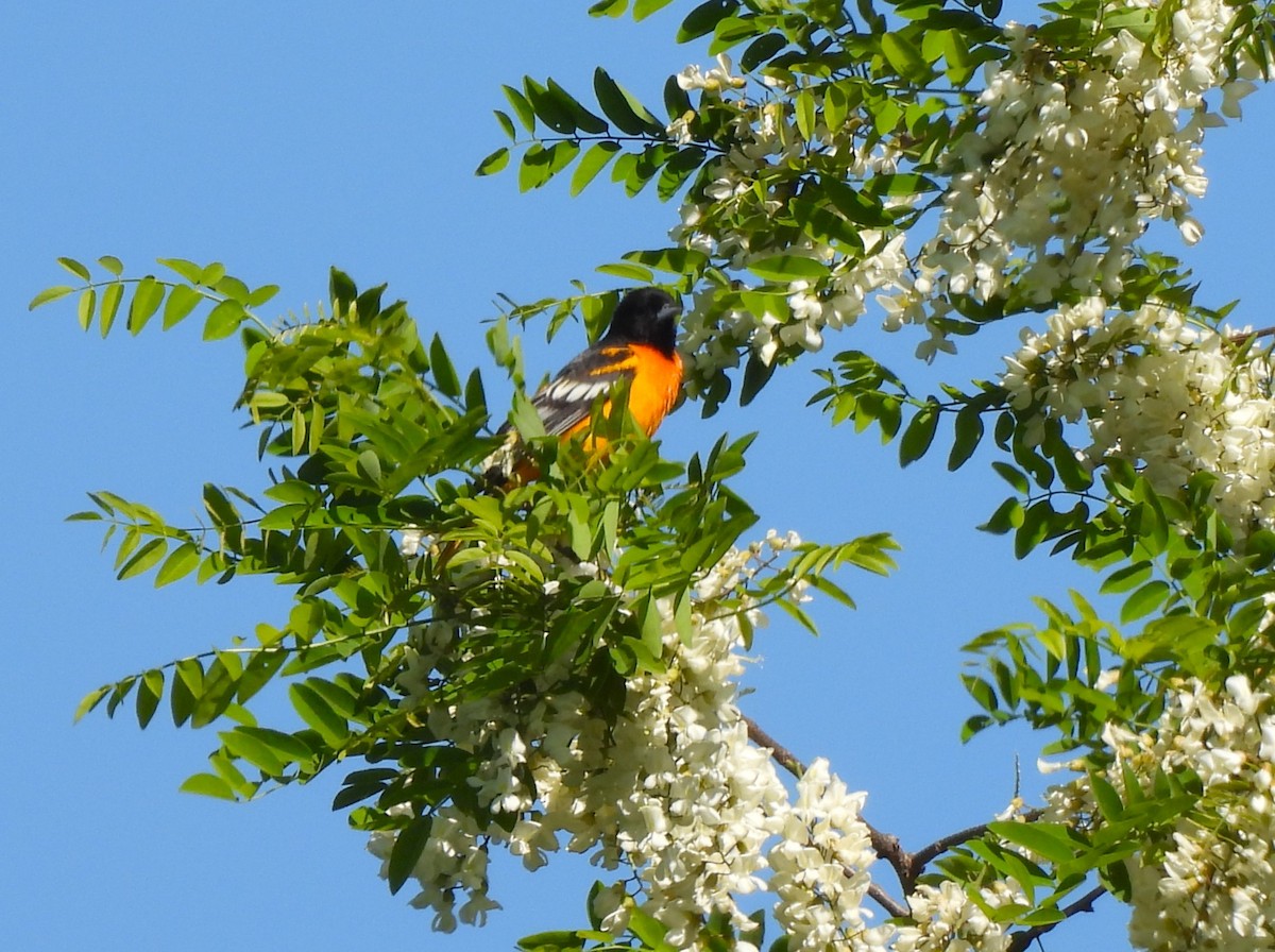 Baltimore Oriole - ML573604341