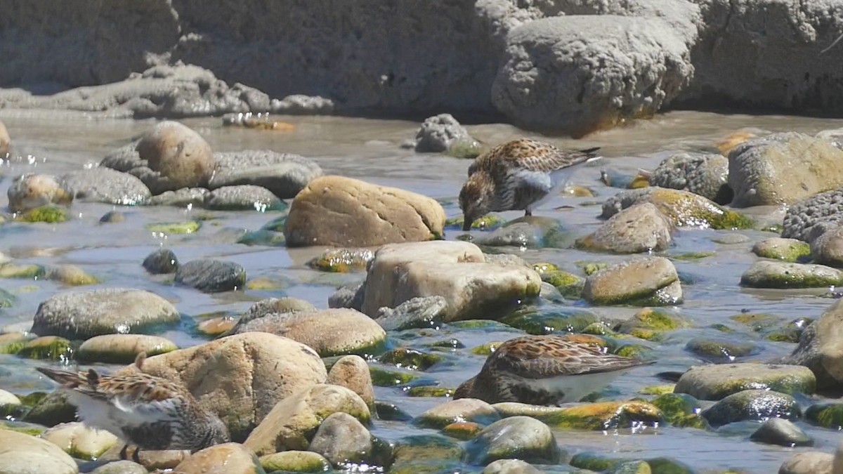 Dunlin - ML573604481