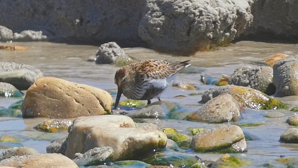 Dunlin - ML573604491
