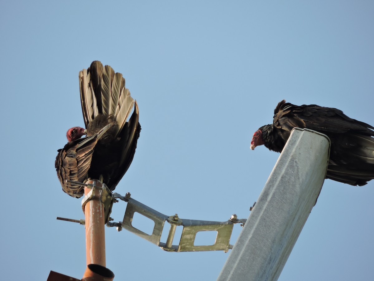 Turkey Vulture - ML573604901