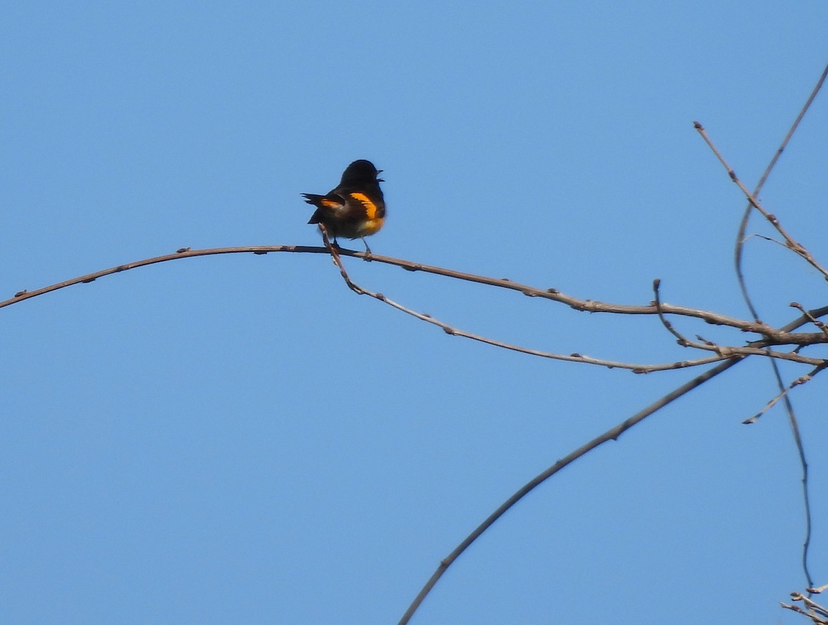 American Redstart - ML573605121