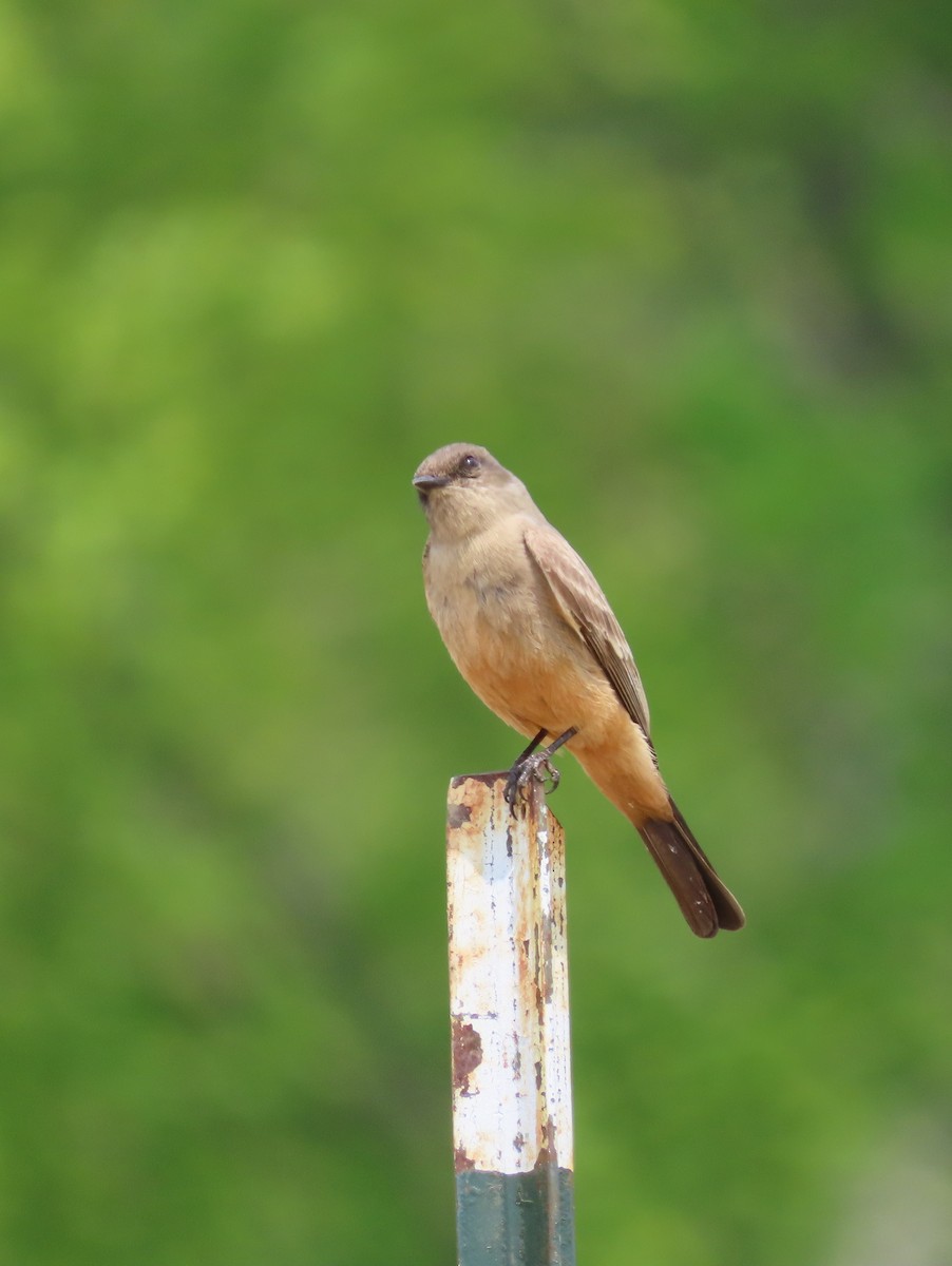 Say's Phoebe - ML573605231