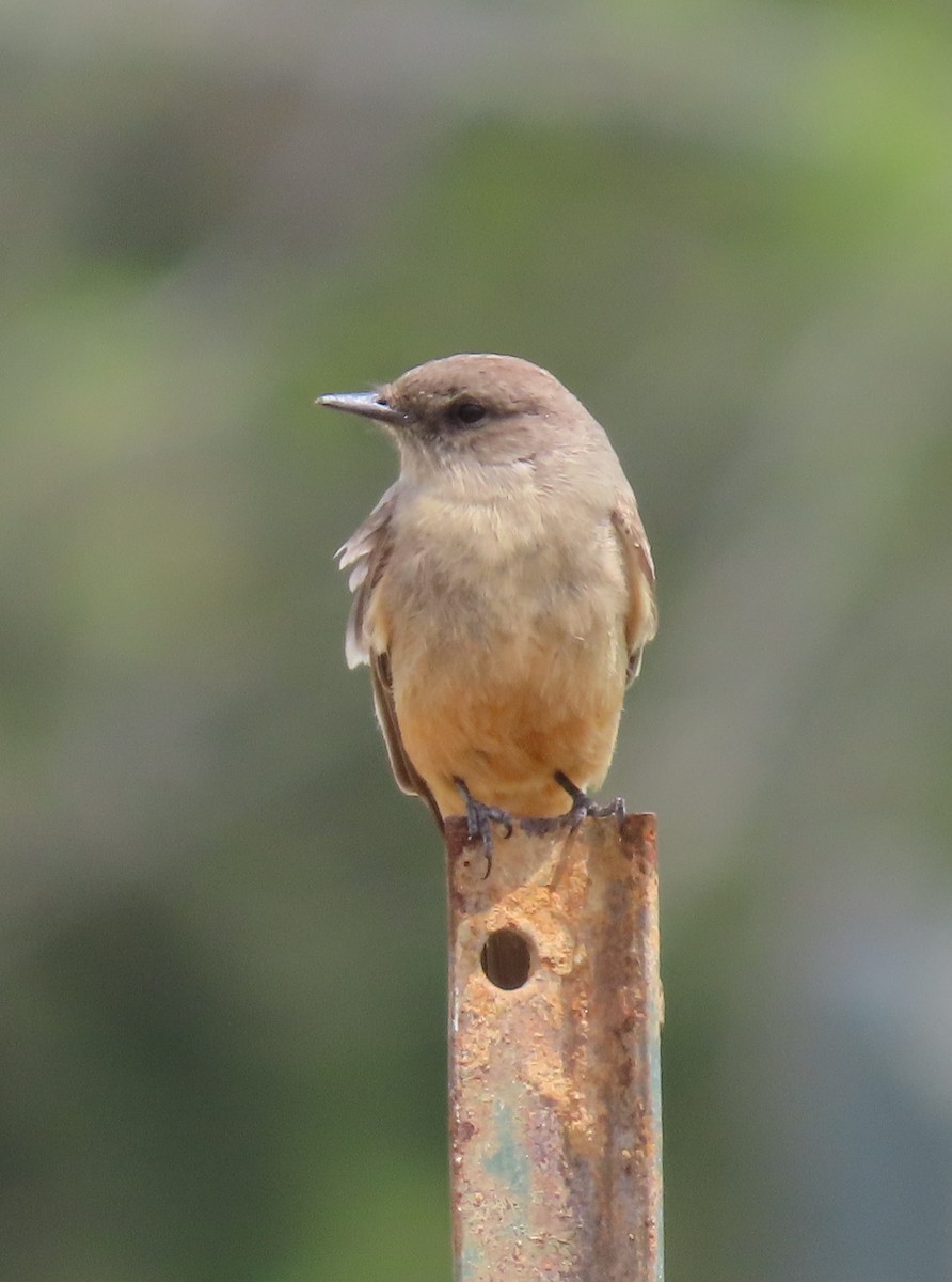 Say's Phoebe - ML573605241