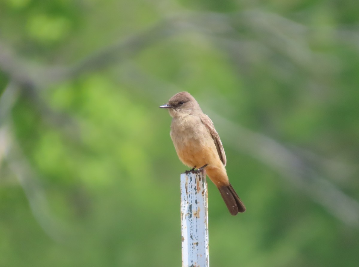 Say's Phoebe - ML573605251