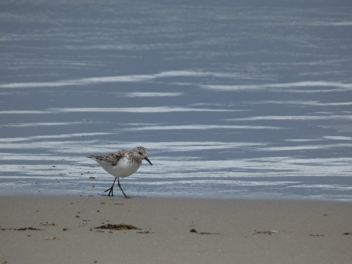 Sanderling - ML573605801
