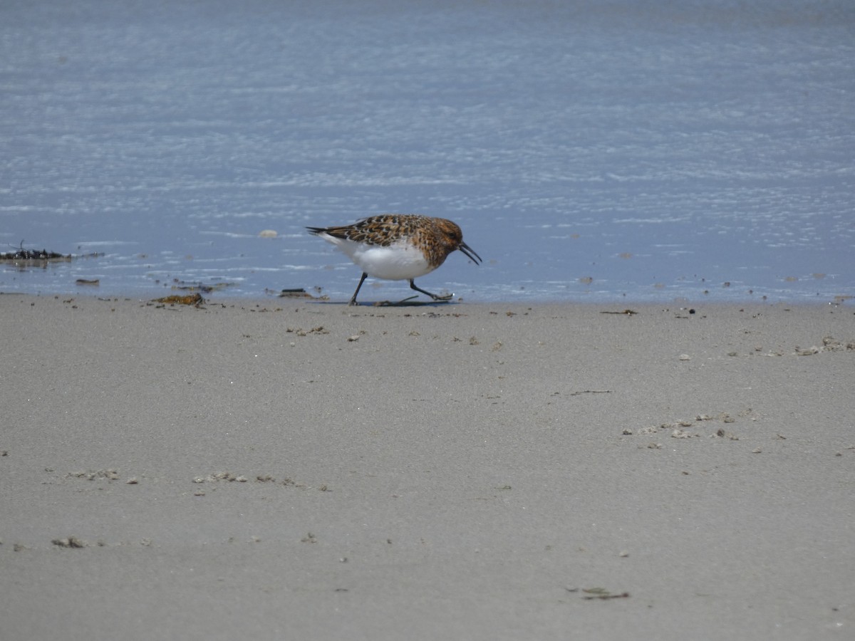 Sanderling - ML573606681