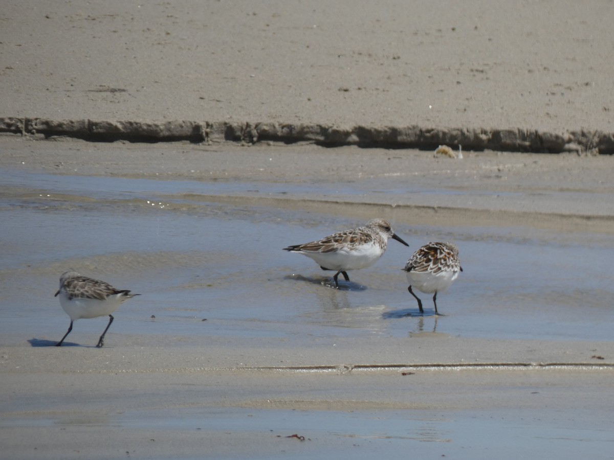 Sanderling - ML573606691