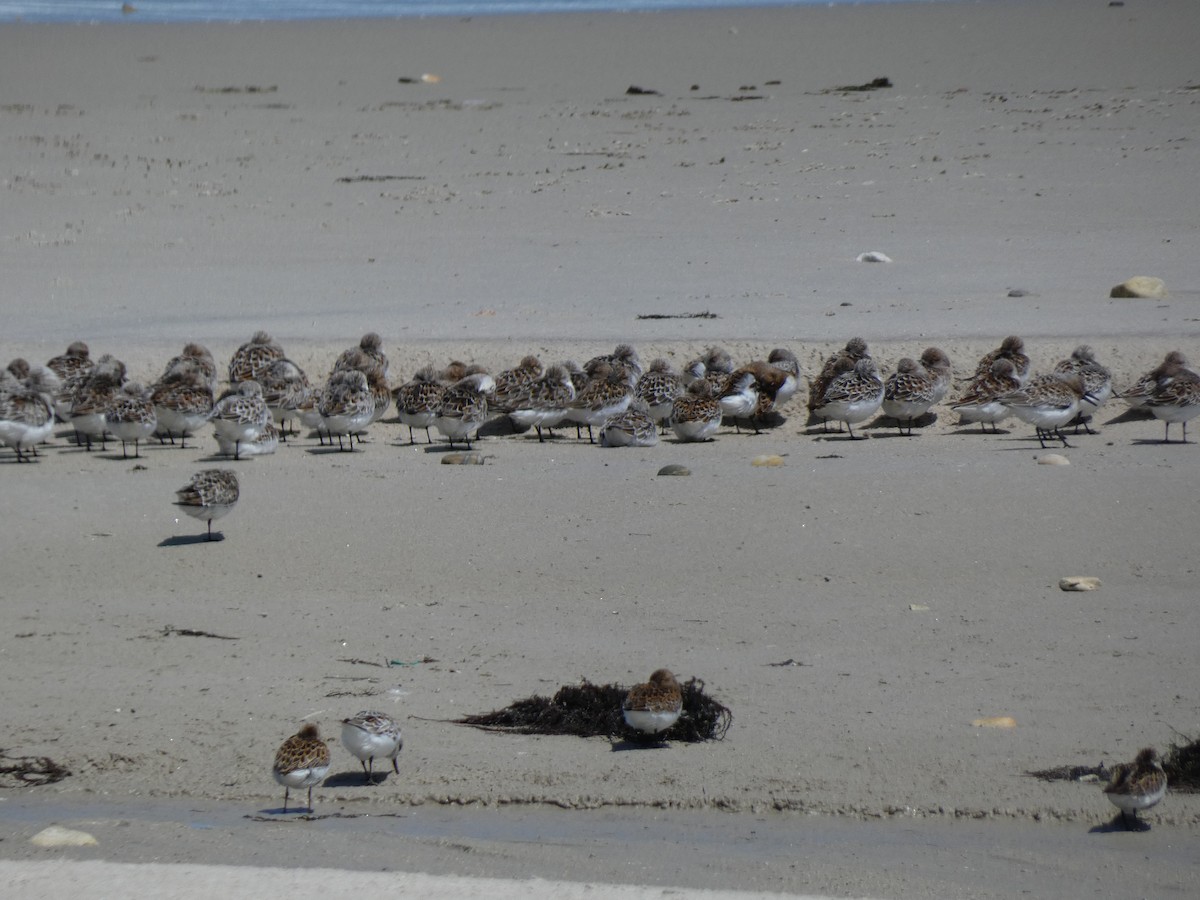 Sanderling - ML573606721