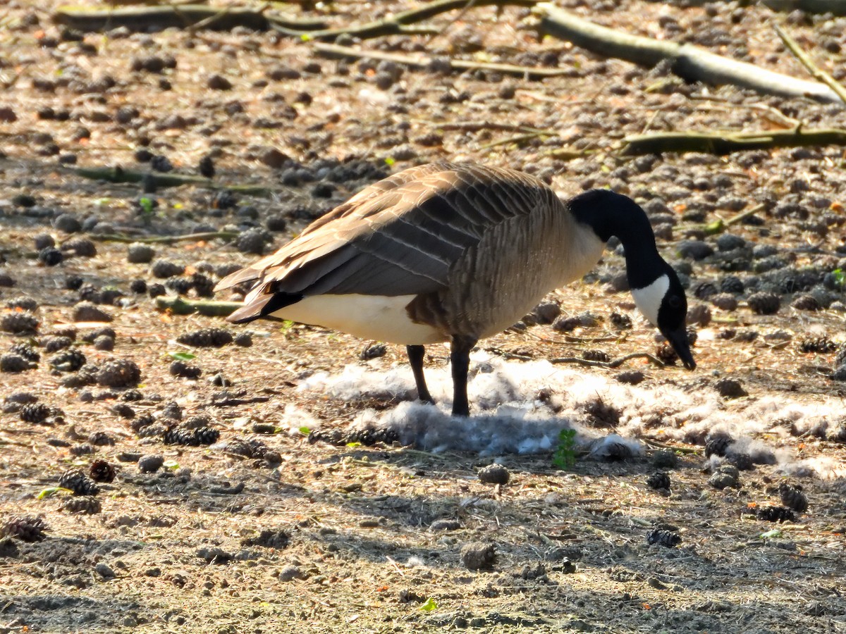 Canada Goose - Dennis op 't Roodt