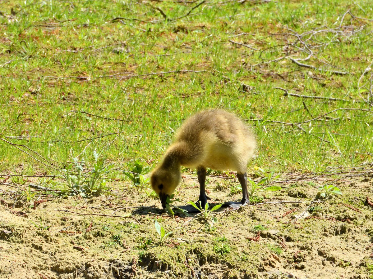 Canada Goose - Dennis op 't Roodt