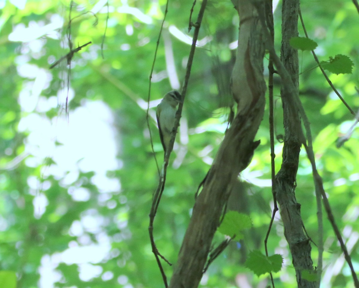 Red-eyed Vireo - Rick Kittinger