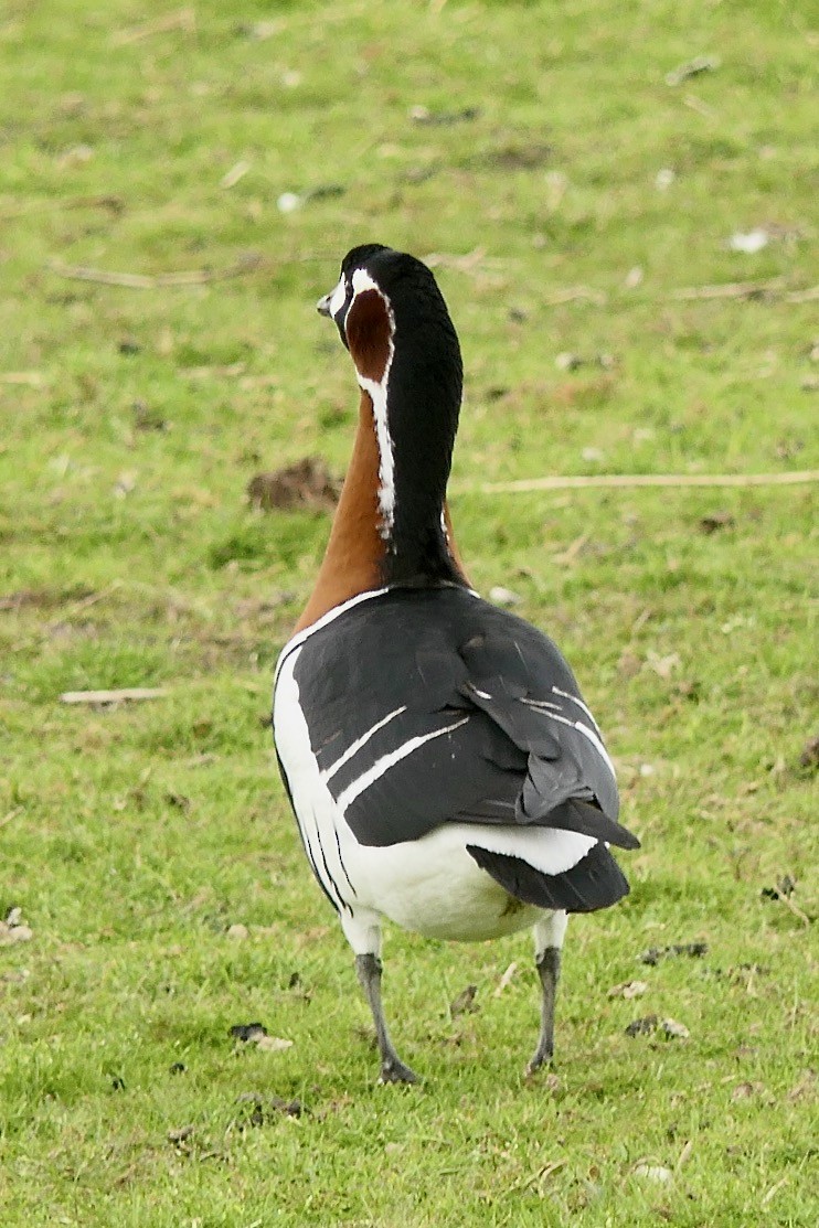 Red-breasted Goose - ML573608371