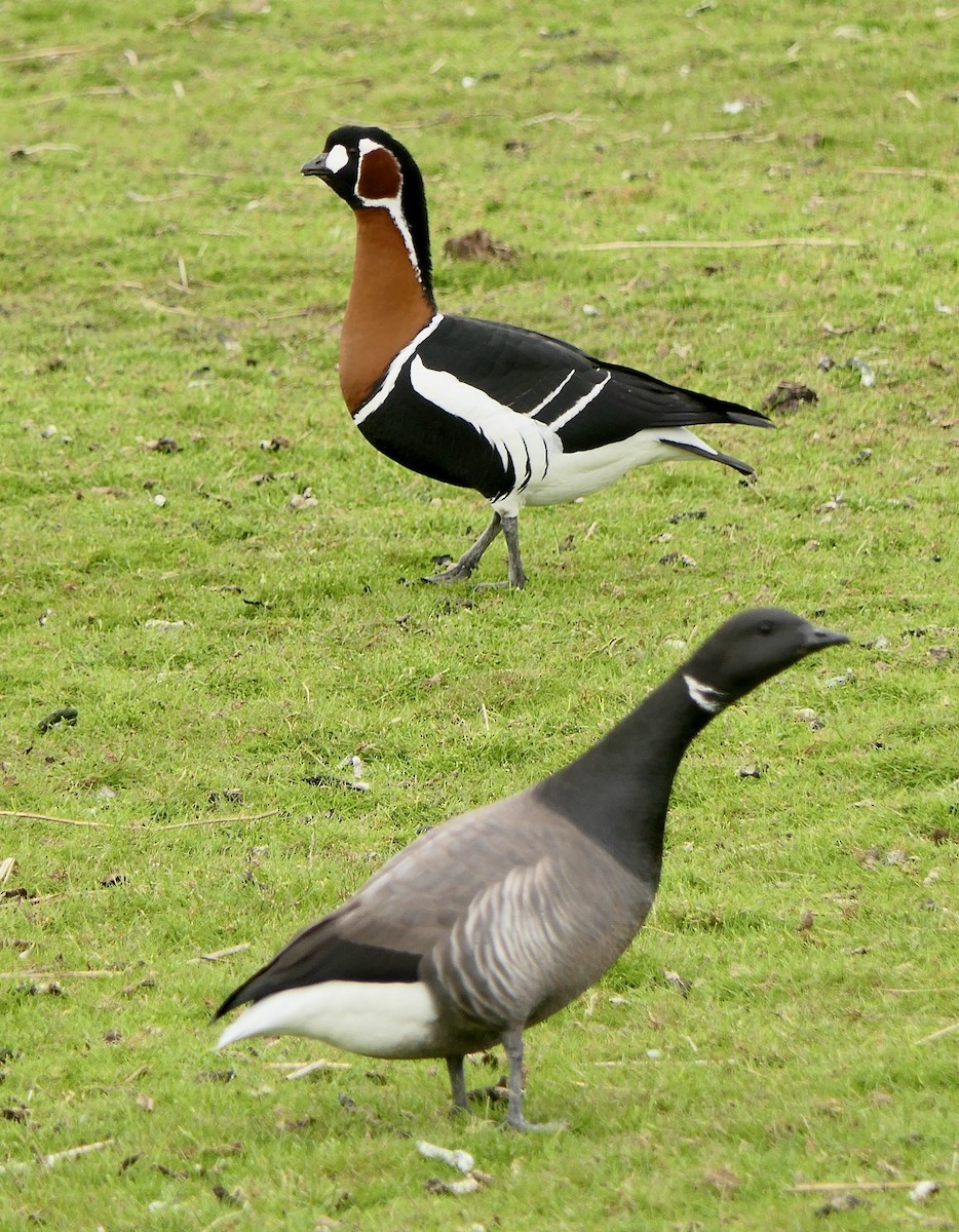 Red-breasted Goose - ML573608381