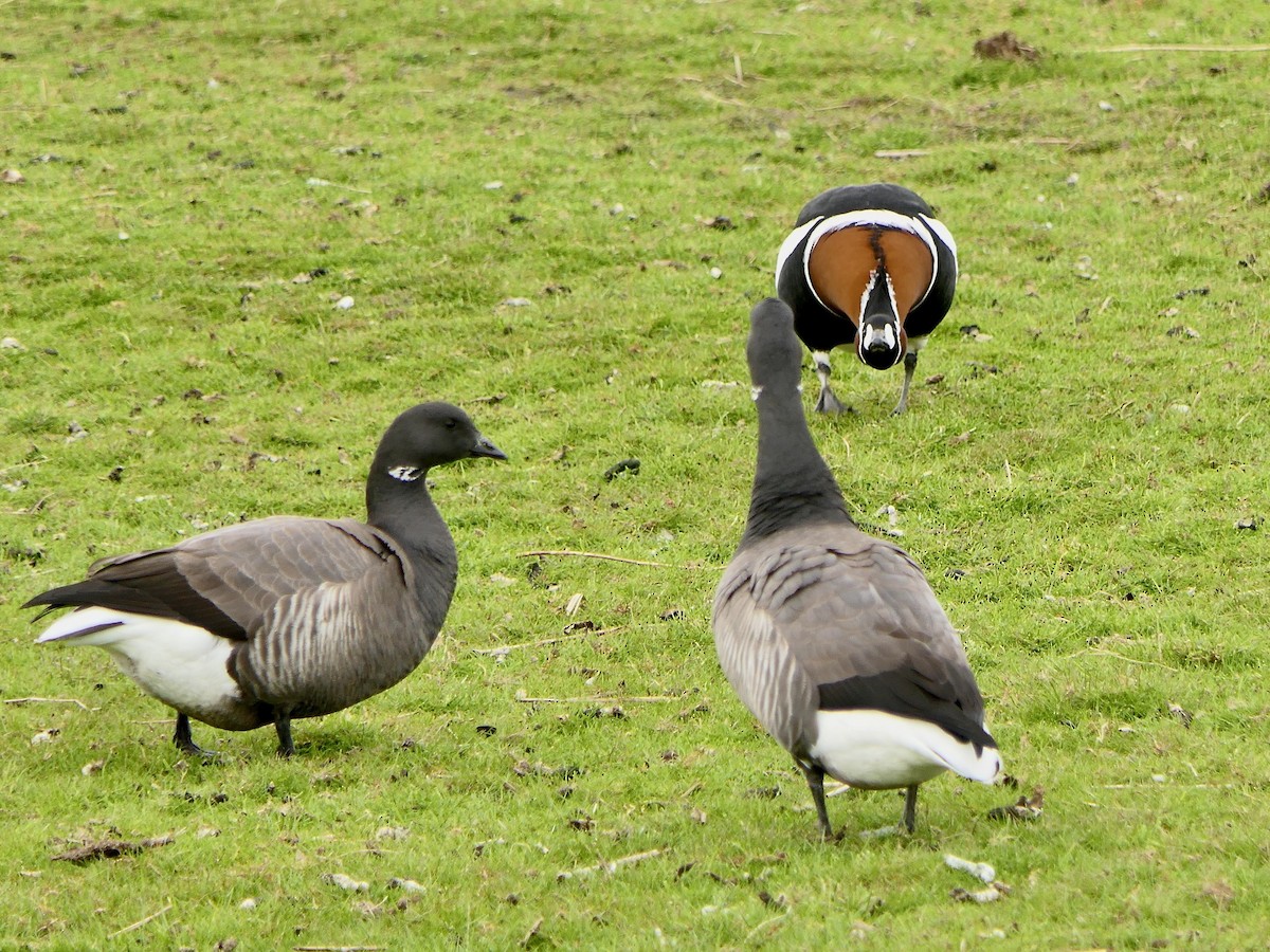 Red-breasted Goose - ML573608401