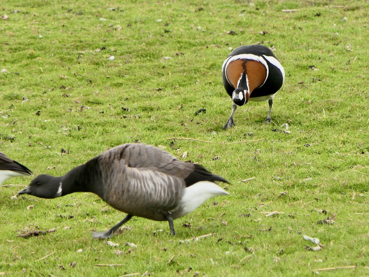 Red-breasted Goose - ML573608411
